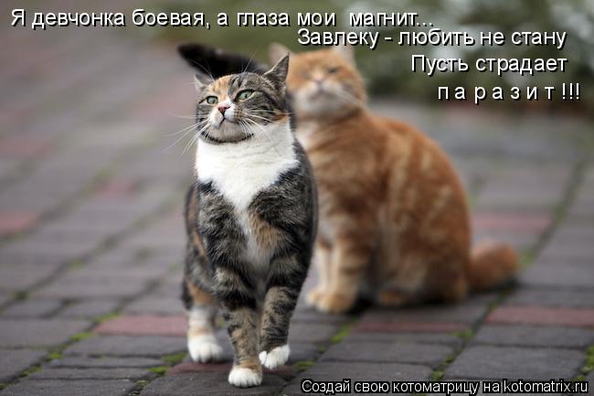 Котоматрица: Я девчонка боевая, а глаза мои  магнит... Завлеку - любить не стану Пусть страдает п а р а з и т !!!