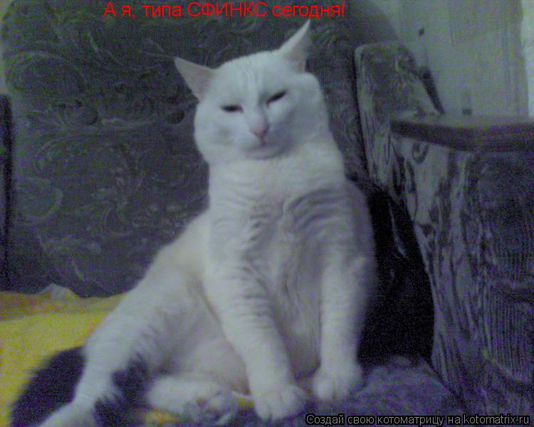 Котоматрица: А я, типа СФИНКС сегодня!