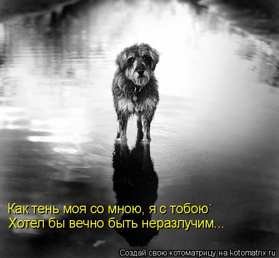Котоматрица: . Хотел бы вечно быть неразлучим... Как тень моя со мною, я с тобою