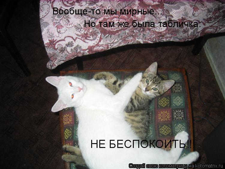 Вообще-то мы мирные... Но там же была табличка: НЕ БЕСПОКОИТЬ!!!... Котоматрица: Вообще-то мы мирные... Но там же была табличка: НЕ БЕСПОКОИТЬ!!!