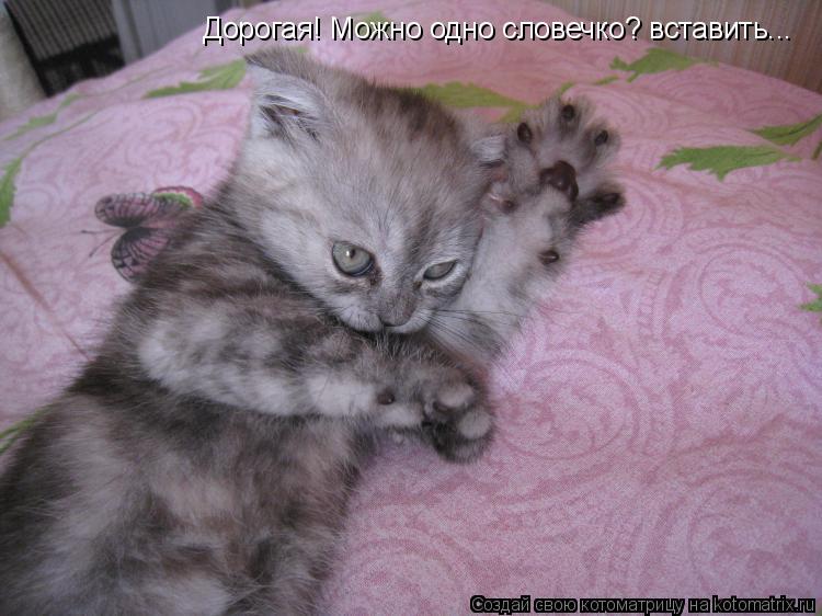 Котоматрица: Дорогая! Можно одно словечко? са Дорогая! Можно одно словечко? вставить...