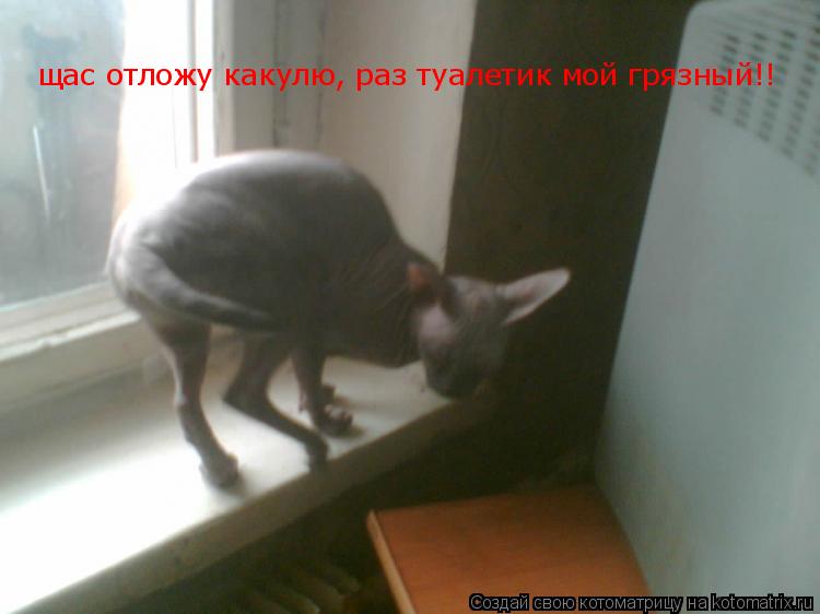 Котоматрица: щас отложу какулю, раз туалетик мой грязный!!