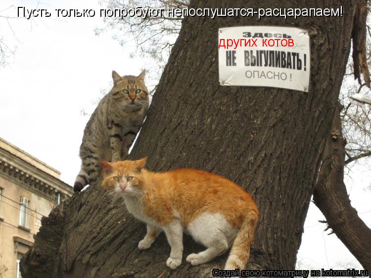 Котоматрица: других котов Пусть только попробуют непослушатся-расцарапаем!