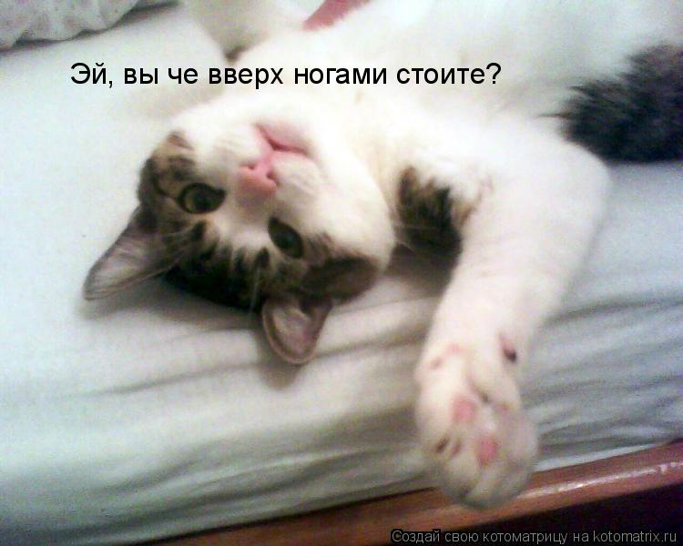 Котоматрица: Эй, вы че вверх ногами стоите?