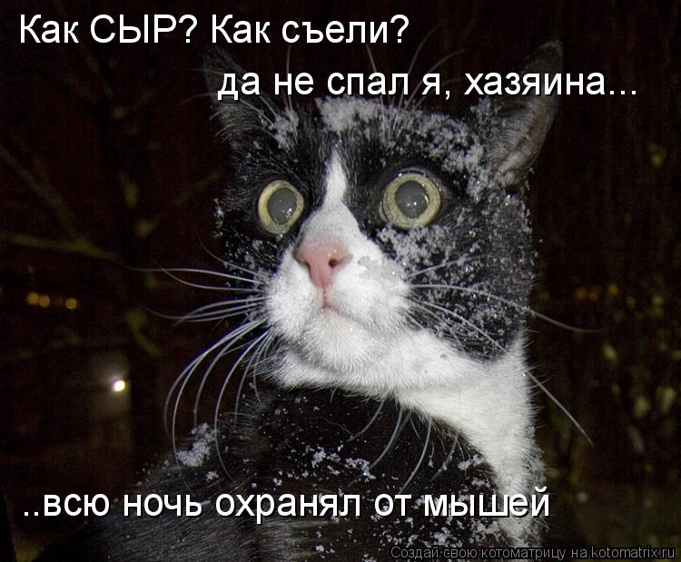 Котоматрица: Как СЫР? Как съели? да не спал я, хазяина... ..всю ночь охранял от мышей
