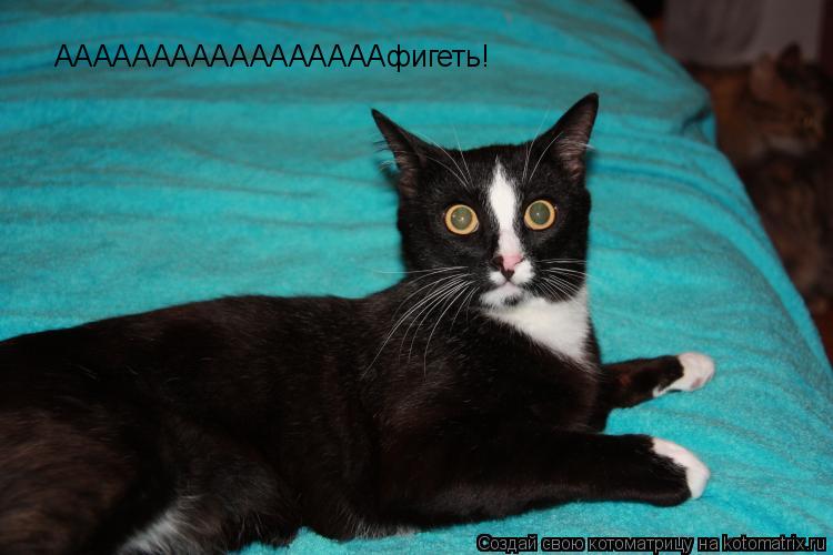 Котоматрица: АААААААААААААААААфигеть!