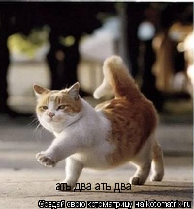 Котоматрица: ать два ать два