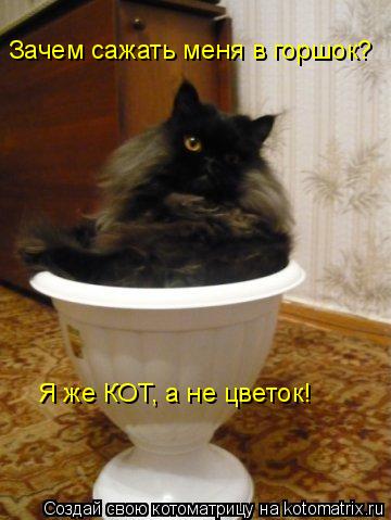 Котоматрица: Зачем сажать меня в горшок? Я же КОТ, а не цветок!