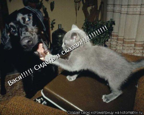 Котоматрица: Вася!!!!! Сидеть я сказал!!!!!!!!!!!!