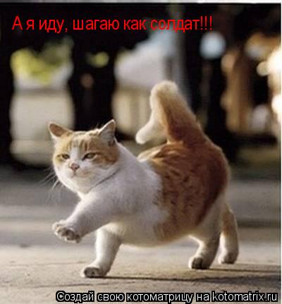 Котоматрица: А я иду, шагаю как солдат!!!