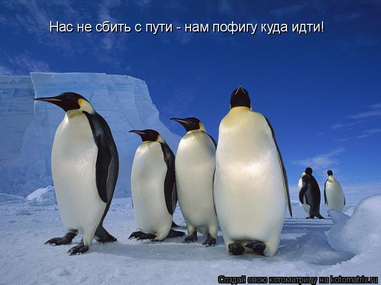 Котоматрица: Нас не сбить с пути - нам пофигу куда идти!