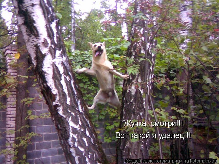 Котоматрица: Жучка, смотри!!! Вот какой я удалец!!!