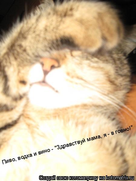 Котоматрица: Пиво, водка и вино - "Здравствуй мама, я - в говно!" Пиво, водка и вино - "Здравствуй мама, я - в говно!"