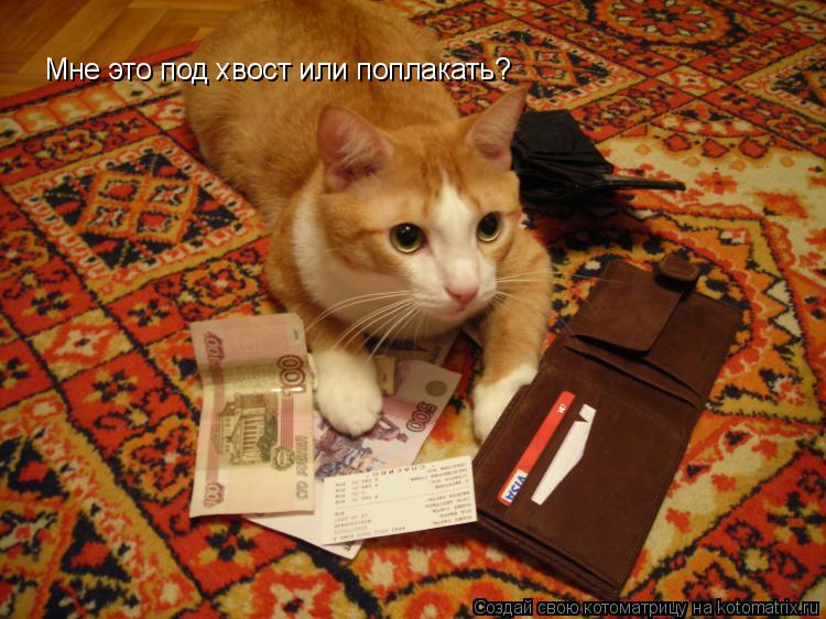 Котоматрица: Мне это под хвост или поплакать?