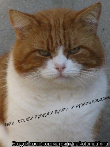 Котоматрица: Мля...соседи продали дрель...и купили караоке!