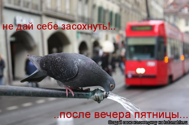 Котоматрица: не дай себе засохнуть!.. ..после вечера пятницы...