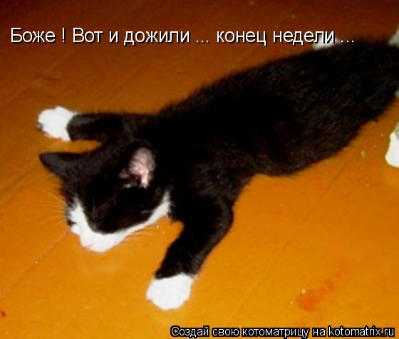 Котоматрица: Боже ! Вот и дожили ... конец недели ...