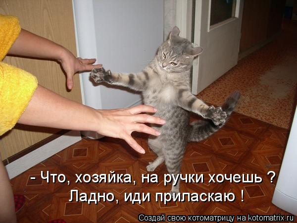 Котоматрица: - Что, хозяйка, на ручки хочешь ? Ладно, иди приласкаю !