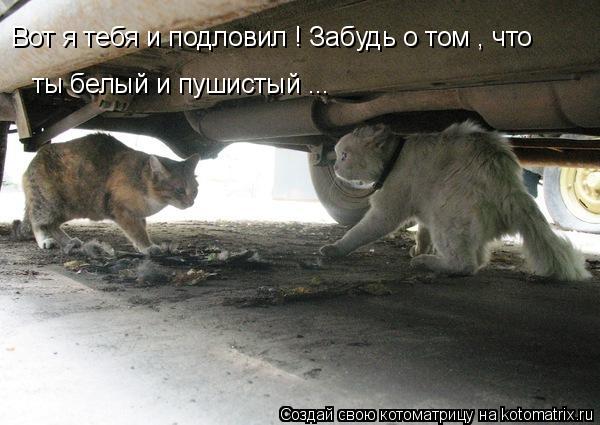 Котоматрица: Вот я тебя и подловил ! Забудь о том , что ты белый и пушистый ...