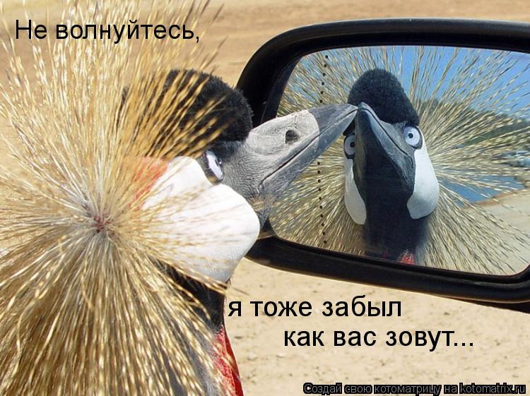 Котоматрица: Не волнуйтесь, я тоже забыл  как вас зовут...