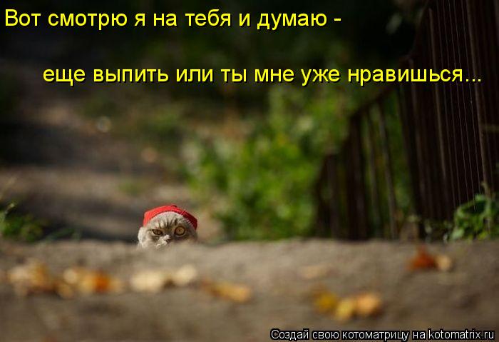 Котоматрица: Вот смотрю я на тебя и думаю - еще выпить или ты мне уже нравишься...
