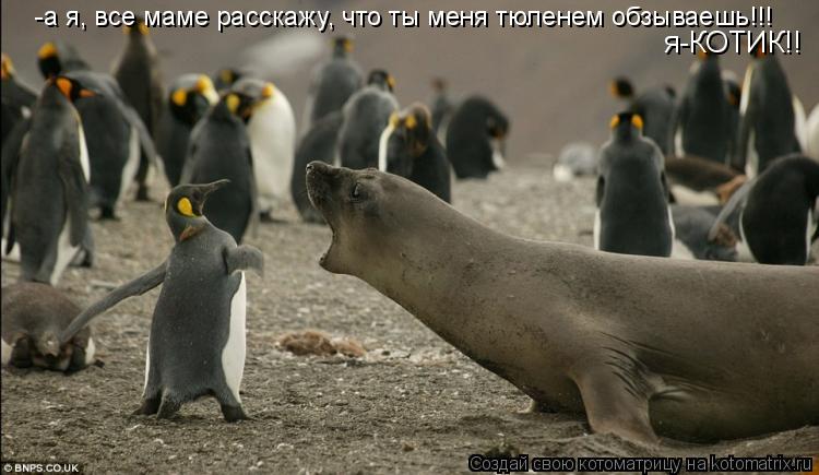 Котоматрица: -а я, все маме расскажу, что ты меня тюленем обзываешь!!! я-КОТИК!!