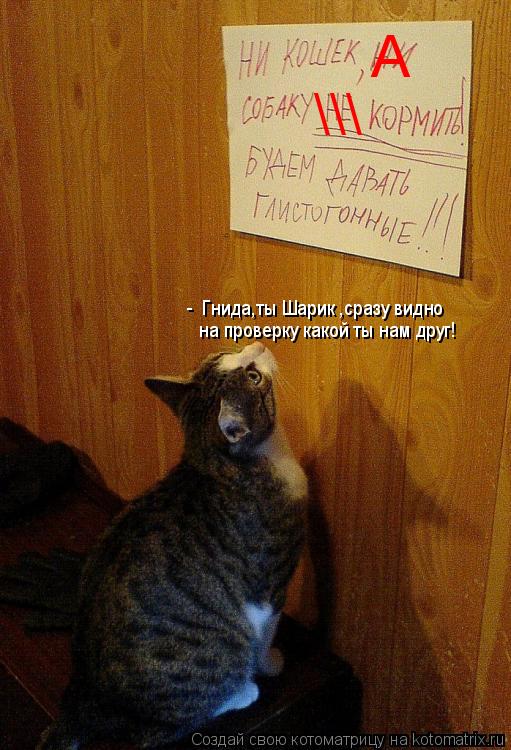 Котоматрица: \\\ А -  Гнида,ты Шарик ,сразу видно   на проверку какой ты нам друг!