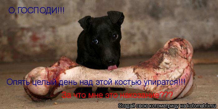 Котоматрица: О,ГОСПОДИ!!! Опять целый день над этой костью упиратся!!! За что мне это накозание???