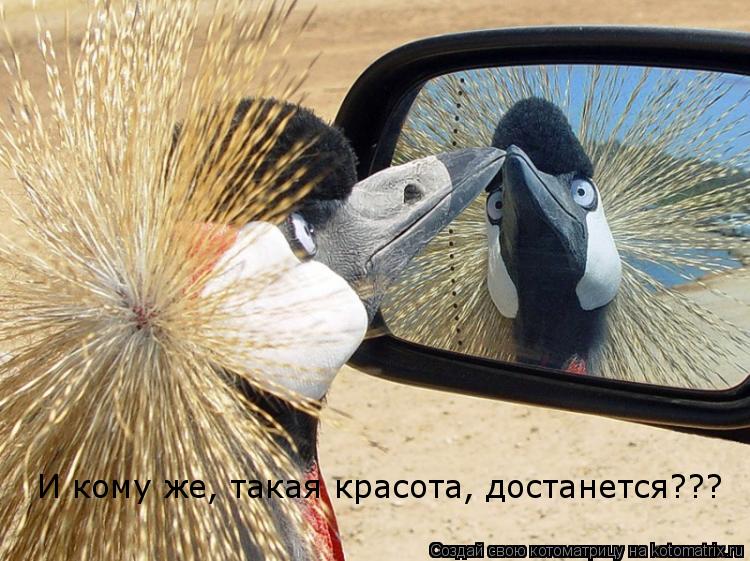 Котоматрица: И кому же, такая красота, достанется???