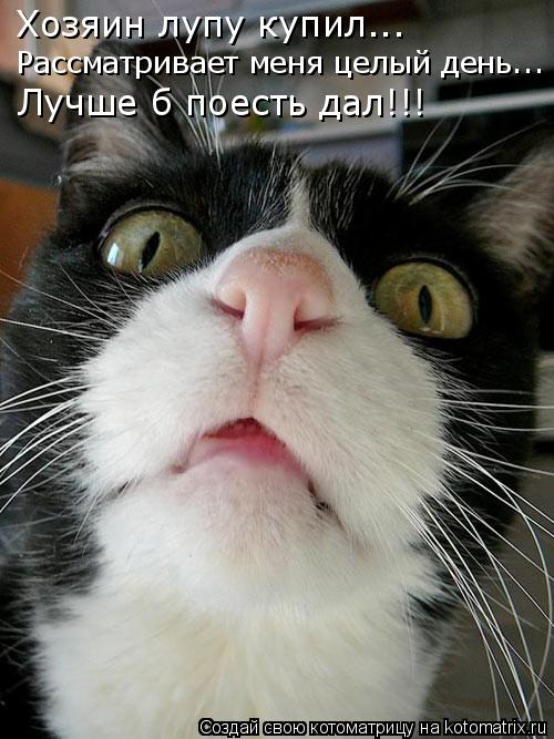 Котоматрица: Хозяин лупу купил... Рассматривает меня целый день... Лучше б поесть дал!!!