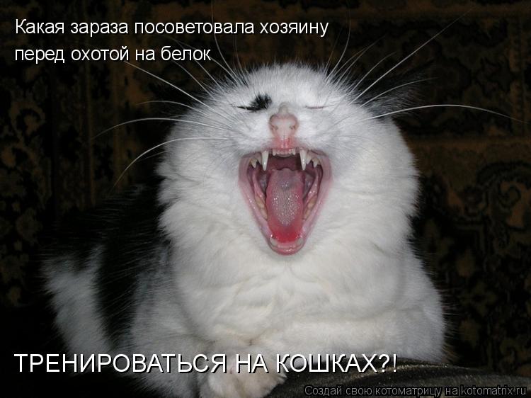 Котоматрица: Какая зараза посоветовала хозяину перед охотой на белок ТРЕНИРОВАТЬСЯ НА КОШКАХ?!