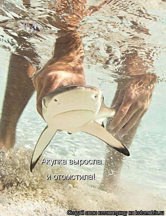 Котоматрица: Акулка выросла... и отомстила!