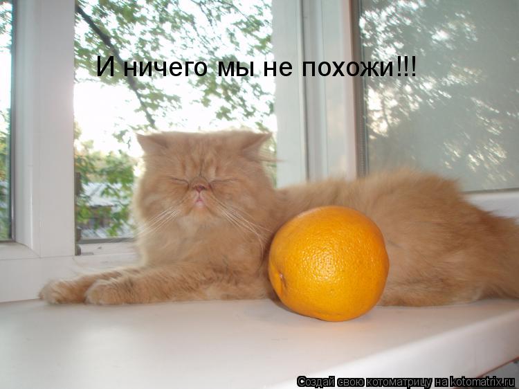 Котоматрица: И ничего мы не похожи!!!