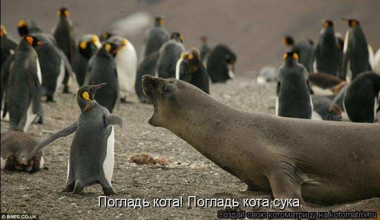 Котоматрица: Погладь кота! Погладь кота,сука.