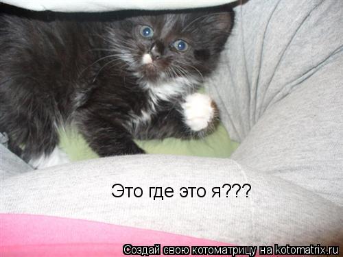 Котоматрица: Это где это я???