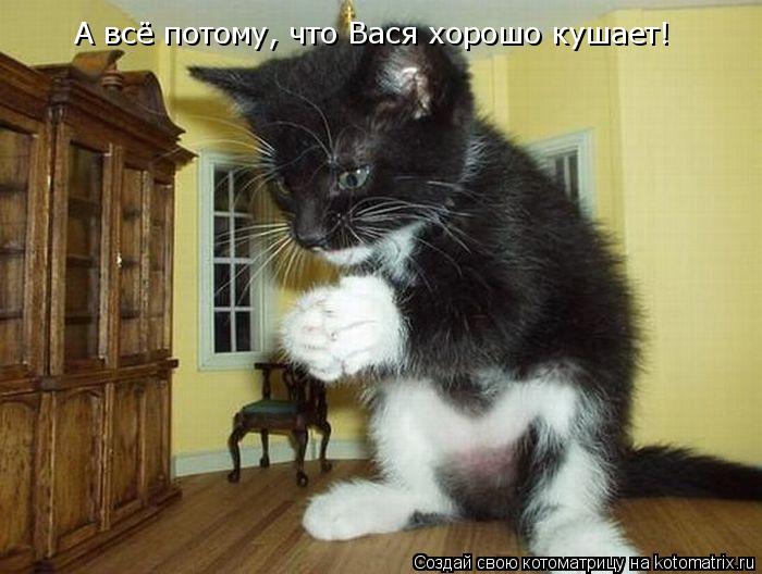 Котоматрица: А всё потому, что Вася хорошо кушает!