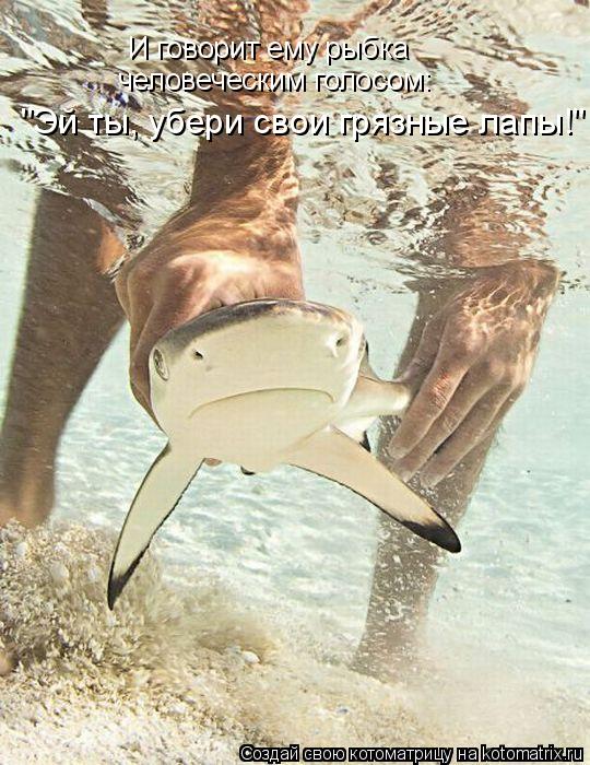 Котоматрица: И говорит ему рыбка человеческим голосом: "Эй ты, убери свои грязные лапы!"