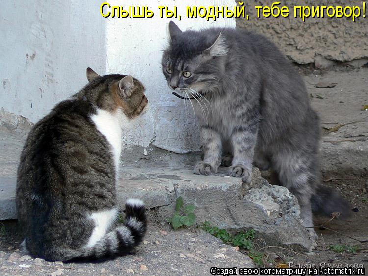 Котоматрица: Слышь ты, модный, тебе приговор!