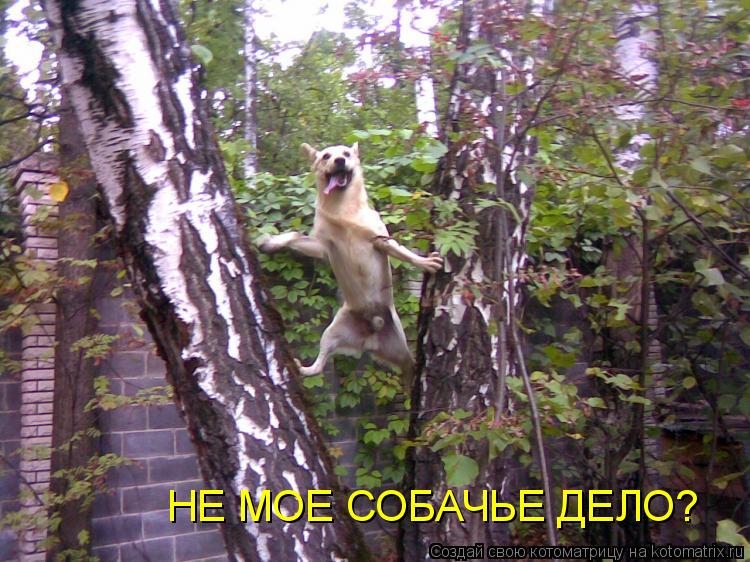 Котоматрица: НЕ МОЕ СОБАЧЬЕ ДЕЛО?