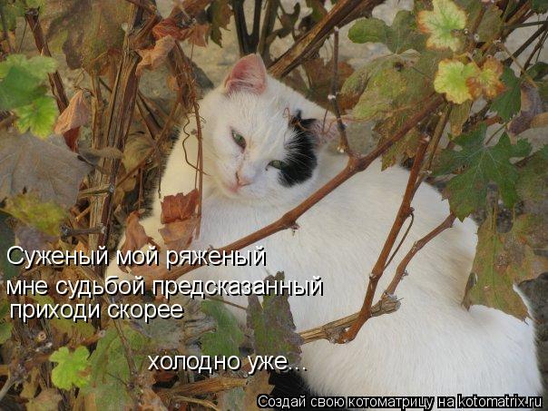 Котоматрица: Суженый мой ряженый мне судьбой предсказанный приходи скорее холодно уже...