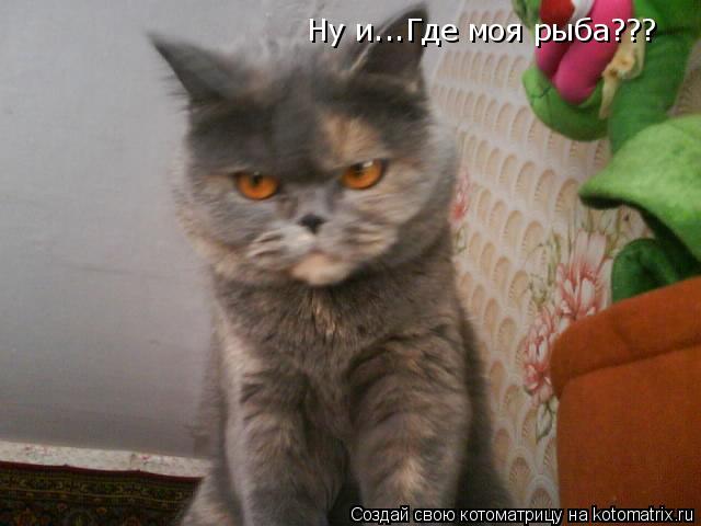 Котоматрица: Ну и...Где моя рыба???