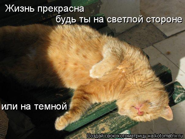 Жизнь прекрасна будь ты на светлой стороне или на темной или на темной... Котоматрица: Жизнь прекрасна будь ты на светлой стороне или на темной или на темной