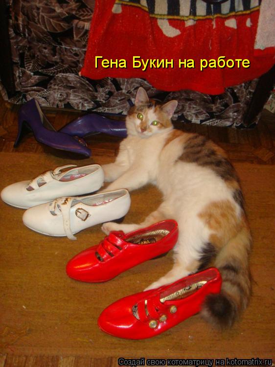 Котоматрица: Гена Букин на работе