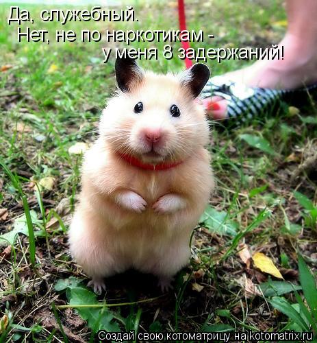 Котоматрица: Да, служебный.  Нет, не по наркотикам -  у меня 8 задержаний!