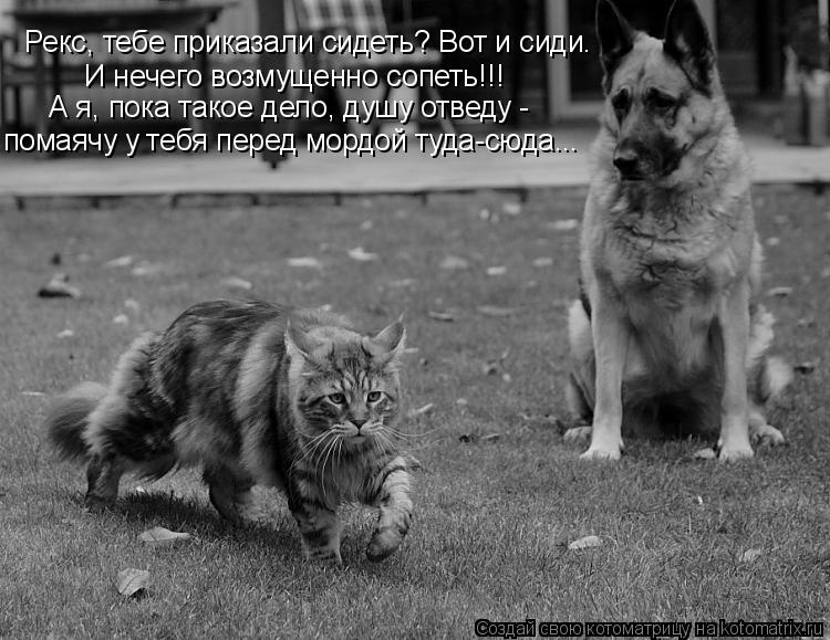 Рекс, тебе приказали сидеть? Вот и сиди. И нечего возмущенно сопеть!!! А я, пока такое дело, душу отв... Котоматрица: Рекс, тебе приказали сидеть? Вот и сиди. И нечего возмущенно сопеть!!! А я, пока такое дело, душу отведу - помаячу у тебя перед мордой туда-сюда.