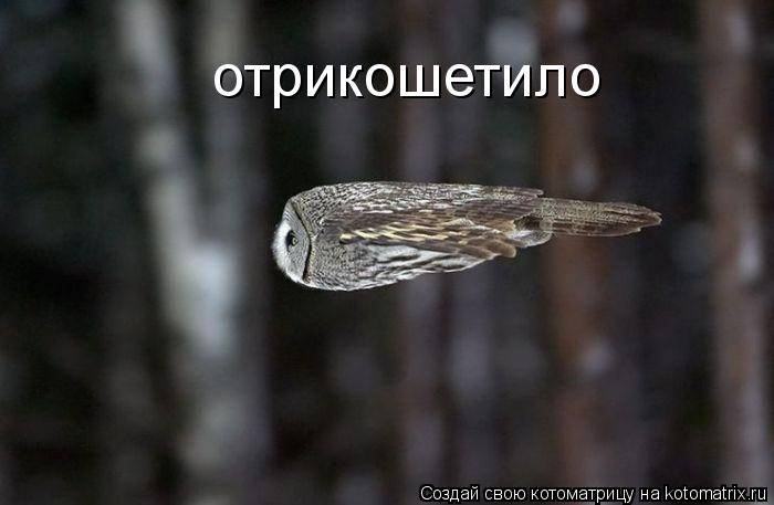 отрикошетило... Котоматрица: отрикошетило