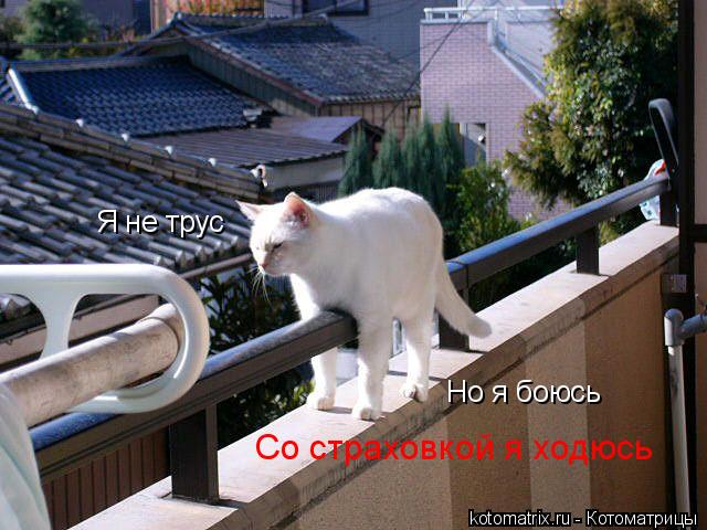 Котоматрица: Я не трус Но я боюсь Со страховкой я ходюсь
