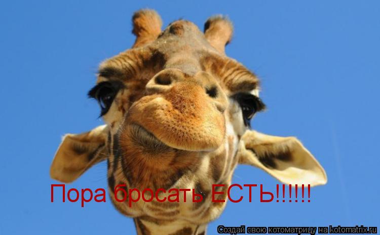Котоматрица: Пора бросать ЕСТЬ!!!!!!