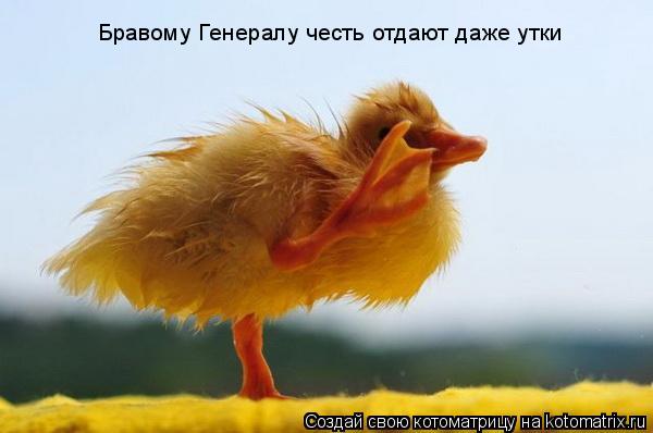 Котоматрица: Бравому Генералу честь отдают даже утки