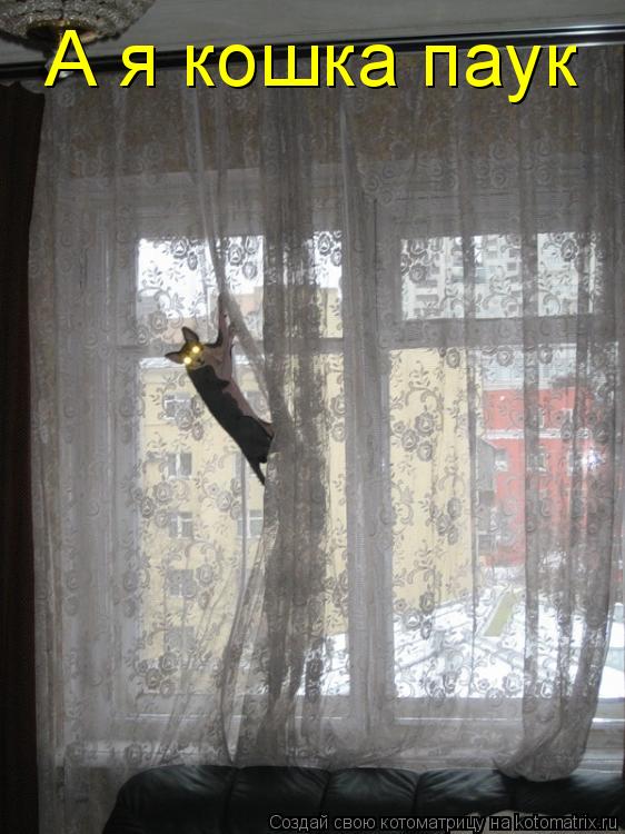 Котоматрица: А я кошка паук